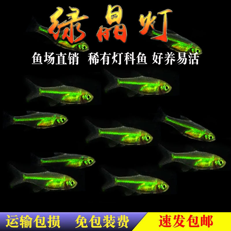 绿晶灯热带观赏鱼草缸绿色鱼宝莲灯红绿灯小型宠物鱼淡水群游活体