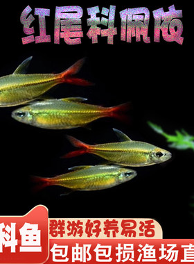 南美灯鱼热带鱼红尾科佩依群游