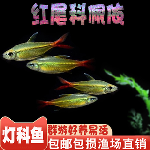 红尾科佩依翠绿南美鱼科配衣稀有高端灯科鱼草缸群游霓虹灯鱼活体