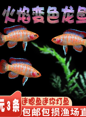 火焰变色小型淡水宠物鱼