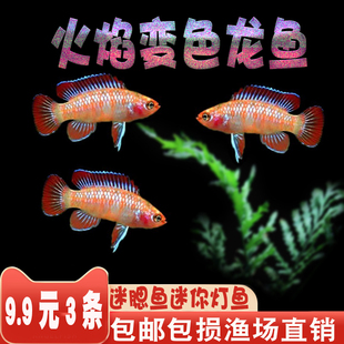 火焰变色小型龙迷腮鱼观赏热带鱼淡水活体鱼水族宠物鱼灯科鱼包活
