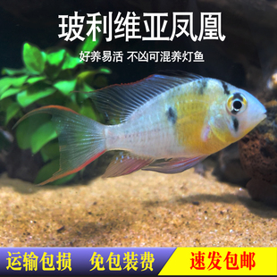 玻利维亚凤凰热带观赏鱼玻璃维亚淡水小型鱼南美原生鱼草缸短鲷