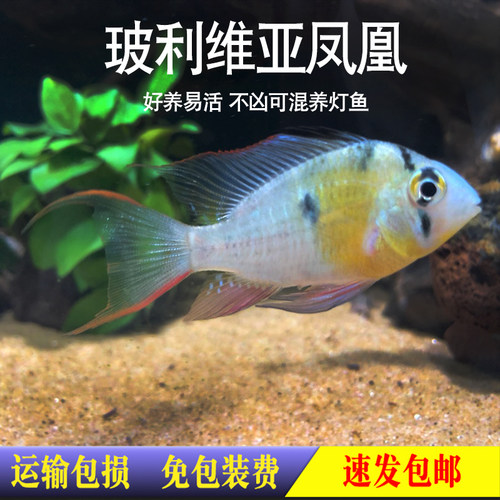 观赏鱼短鲷热带鱼小型