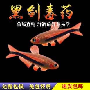 黑剑毒药黑剑超级dy药灯鱼小型南美稀有高端鱼草缸群游灯科鱼活体