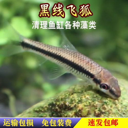 一线飞狐黑线小猴飞狐活体热带观赏淡水工具垃圾鱼除藻黑毛丝毛藻