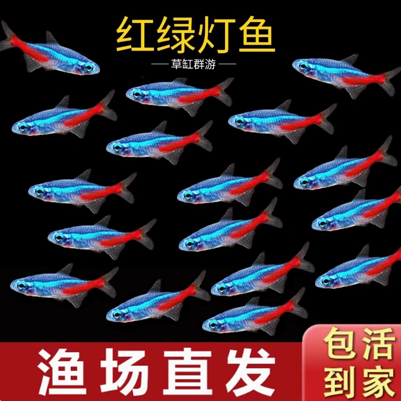 红绿灯小灯科鱼群游灯小型鱼孔雀热带观赏鱼淡水鱼活体斑马鱼群游