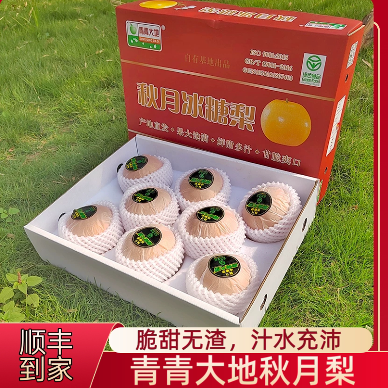 正宗山东秋月梨原箱8个装青青大地秋月梨冰糖梨脆甜多汁发顺丰