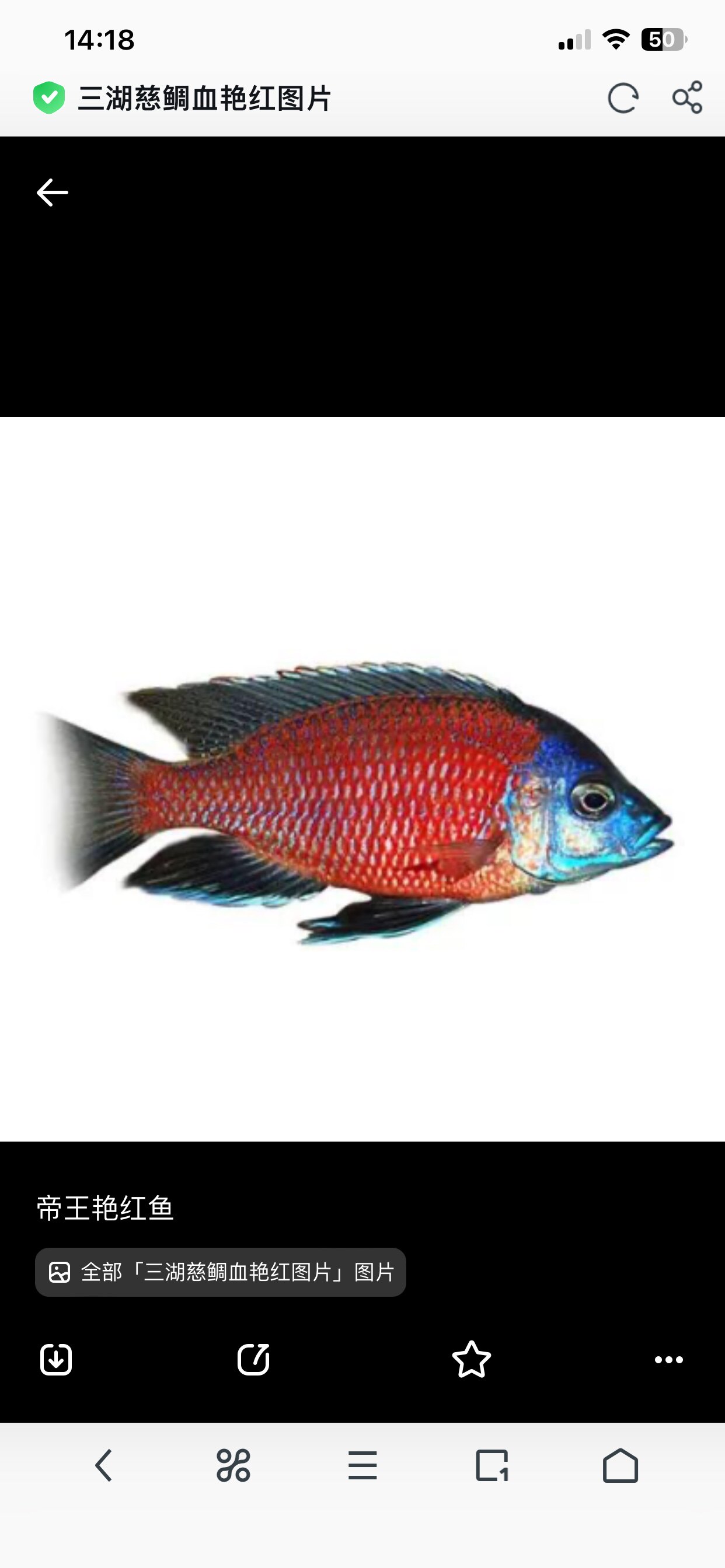 热带观赏鱼三湖慈鲷马鲷蓝面财神血艳红