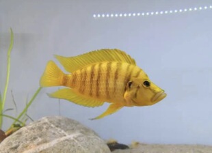 慈鲷鱼坦鲷金头虎鱼黄金虎黑喷虎白喷虎柠檬虎橙虎热带鱼活体