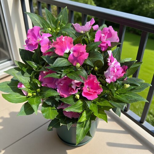 新品重瓣凤仙花盆栽耐热耐阴花卉
