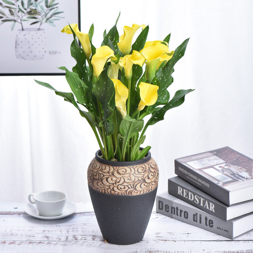 高级盆栽马蹄莲带花发四季开