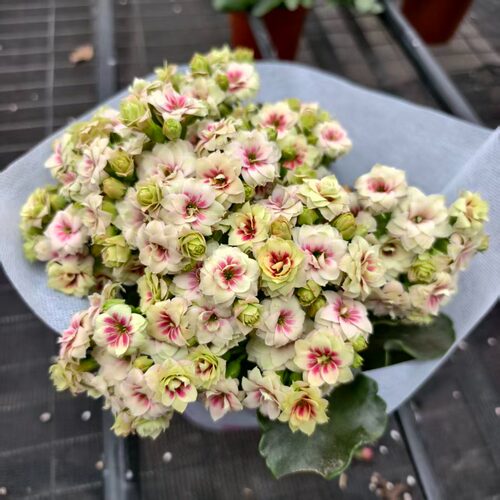 梅洛甜心白绿猫眼长寿花盆栽