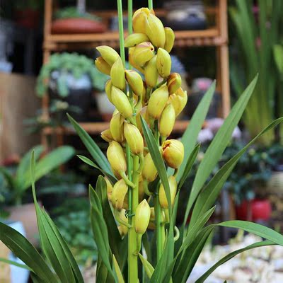 黄色大花蕙兰花苞多花期3-4个月