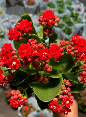 红色长寿花 歌唱家 A110规格
