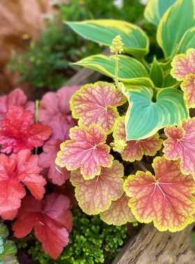 耐寒植物矾根盆栽花园地被彩叶花卉耐阴耐干旱庭院阳台楼顶多年生