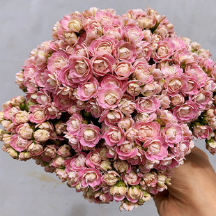 重瓣长寿花盆栽蟠桃 花苞多 好养多肉植物 A110规格 昆明发货