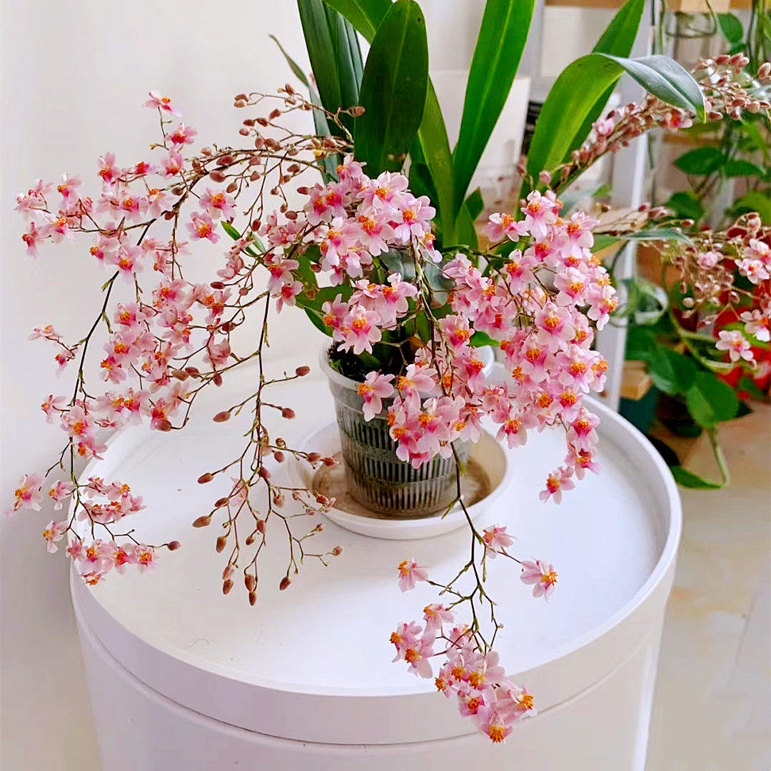 梦香兰盆栽带花剑室内兰花