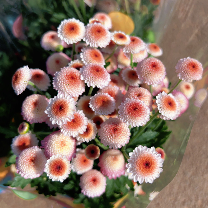 珠玉之卵雏菊盆栽 多头菊盆栽 多年生花园植物 带花发 春秋季开花