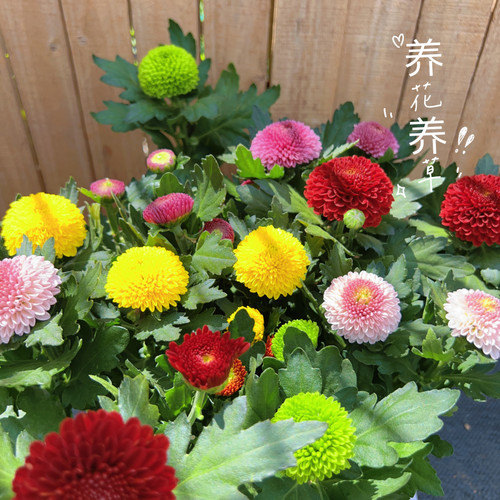 乒乓菊盆栽四季阳台好养花卉