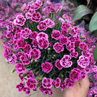 盆栽康乃馨美好生活香石竹花初吻 窗台阳台盆栽植物 矮株型小盆花