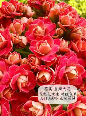 大花重瓣长寿花盆栽花溪