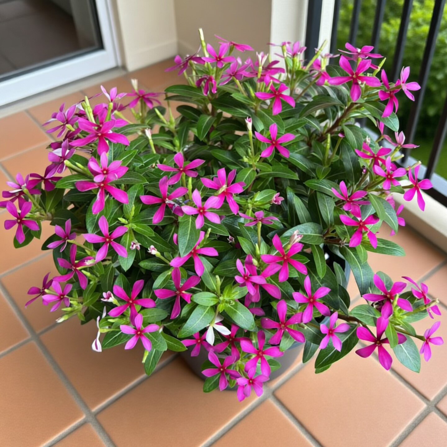小叶长春花盆栽 带花发 耐热开花植物 多年生花卉 阳台迷你长春花