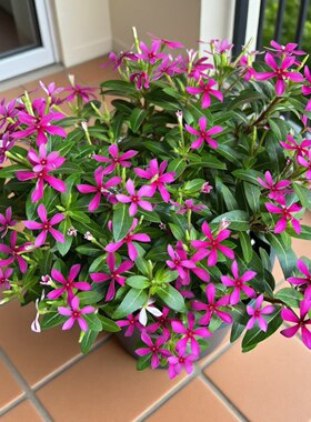 小叶迷你长春花盆栽耐热植物带花