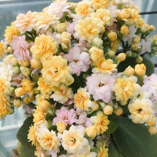 新品 長(zhǎng)壽花蟠桃檸檬水果糖大花重瓣帶花苞室內(nèi)開(kāi)花多肉盆栽帶花盆