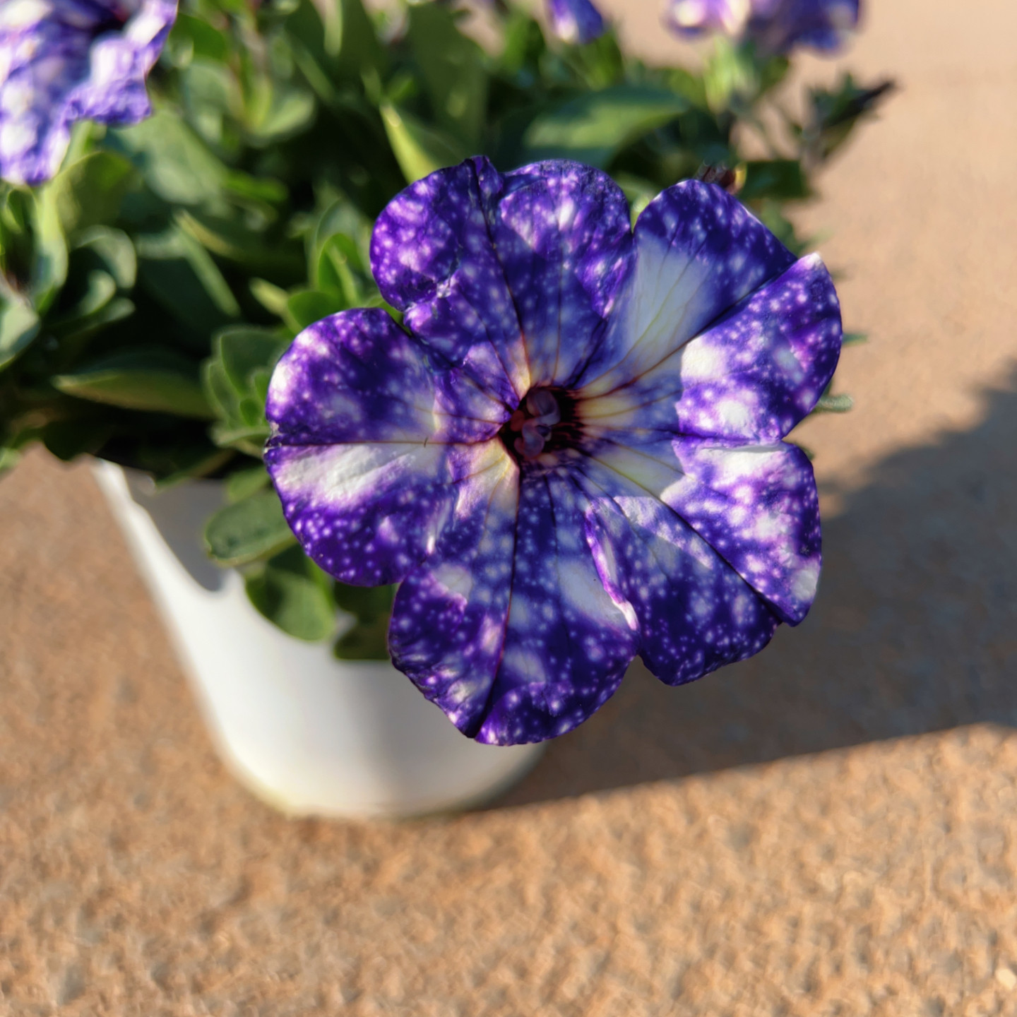 带花发货星空牵牛盆栽多年生花量多带简易盆 矮牵牛盆栽 昆明发货,鲜花速递/花卉仿真/绿植园艺,时令草本花卉,淘宝优惠券,粉丝福利购,淘宝优惠卷