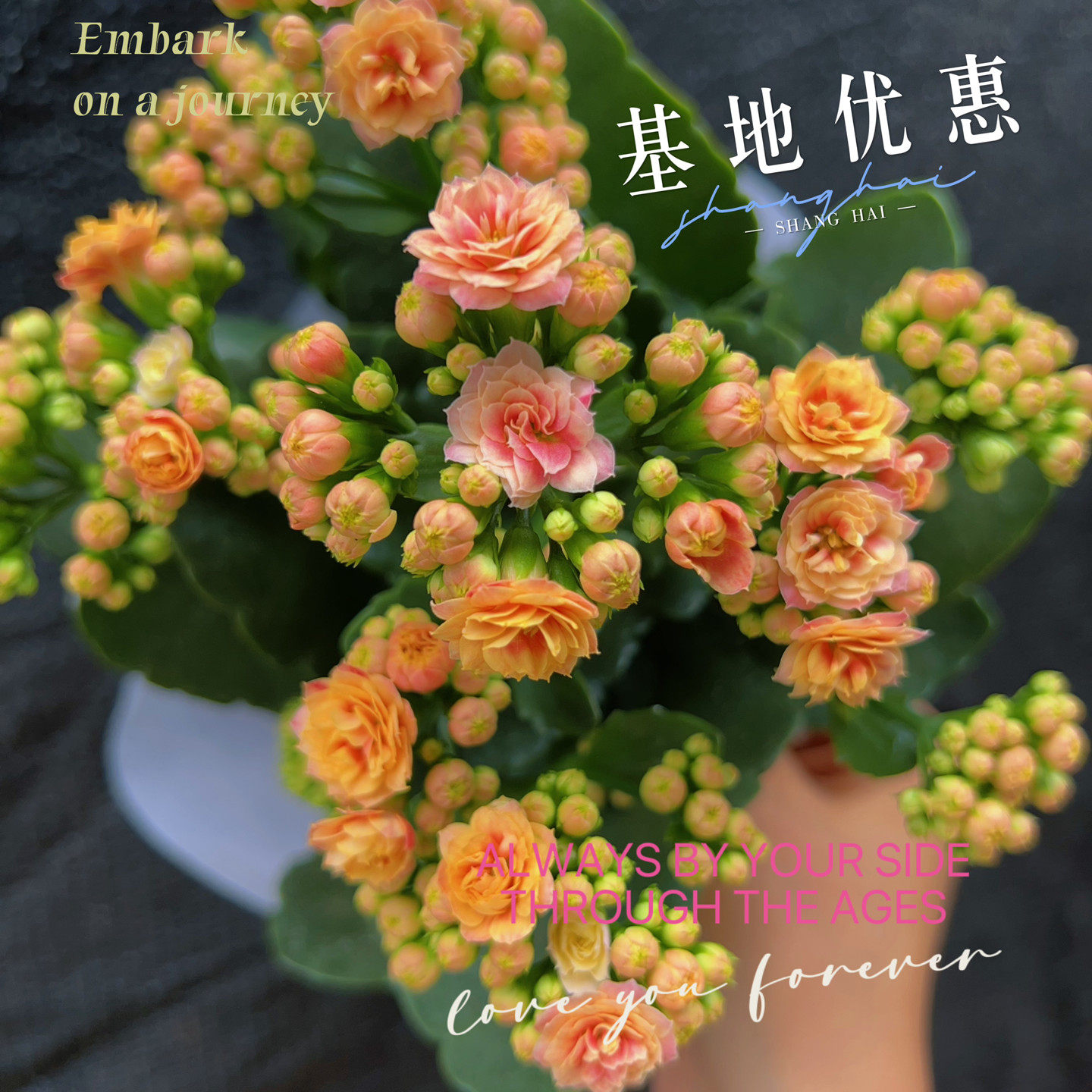 果冻长寿花多晒太阳会变色花苞多