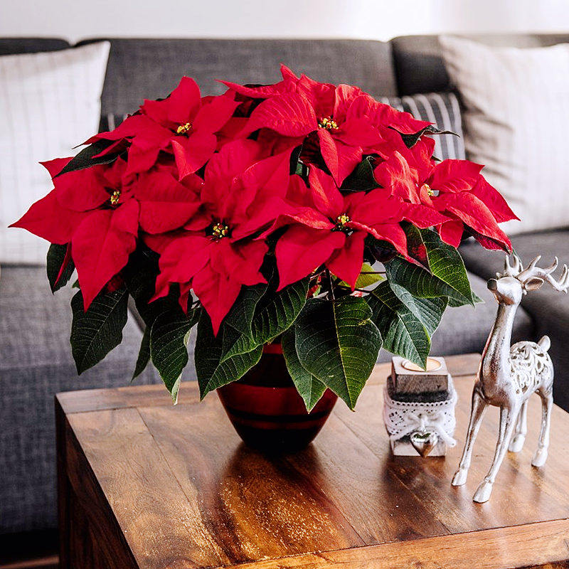 新年圣诞节花卉 一品红盆栽 室内喜阴四季好养彩叶植物客厅办公室,鲜花速递/花卉仿真/绿植园艺,时令草本花卉,淘宝优惠券,粉丝福利购,淘宝优惠卷