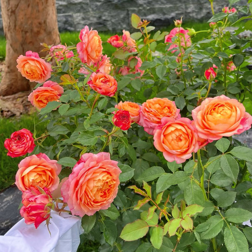 新品大花美人阳台月季复色花苞多