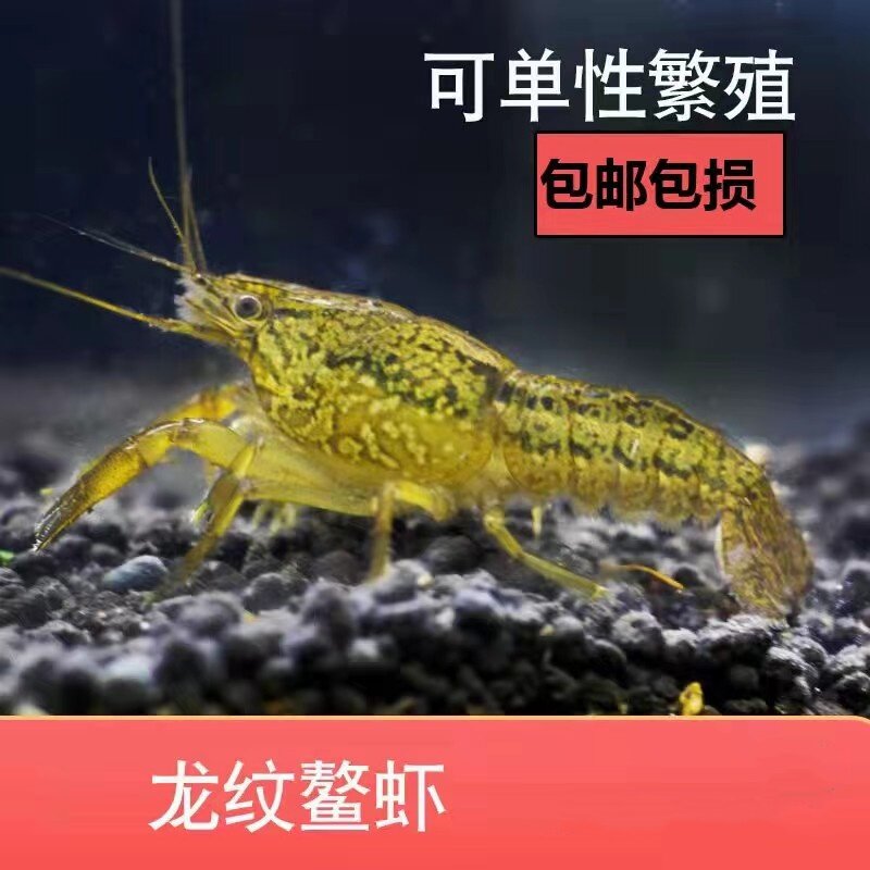龙纹鳌虾单性繁殖淡水虾不打氧