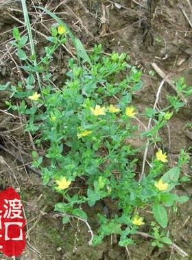 田基黄苗种子100粒草药