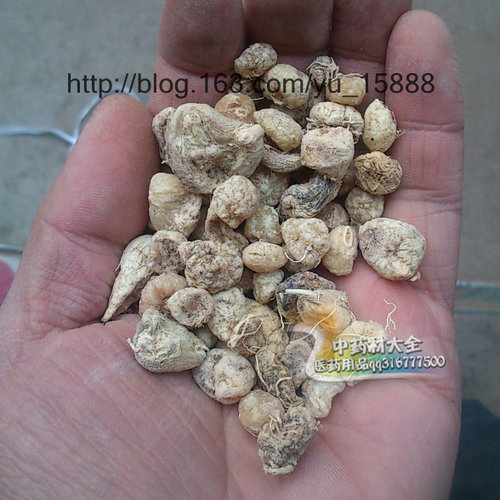 毛慈菇  1千克220元 天顺健康 毛慈菇