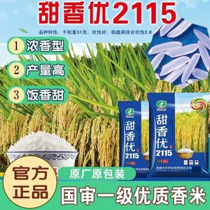 甜香优2115杂交水稻种子高产长粒香米一级水稻谷种丝香优香丝谷种