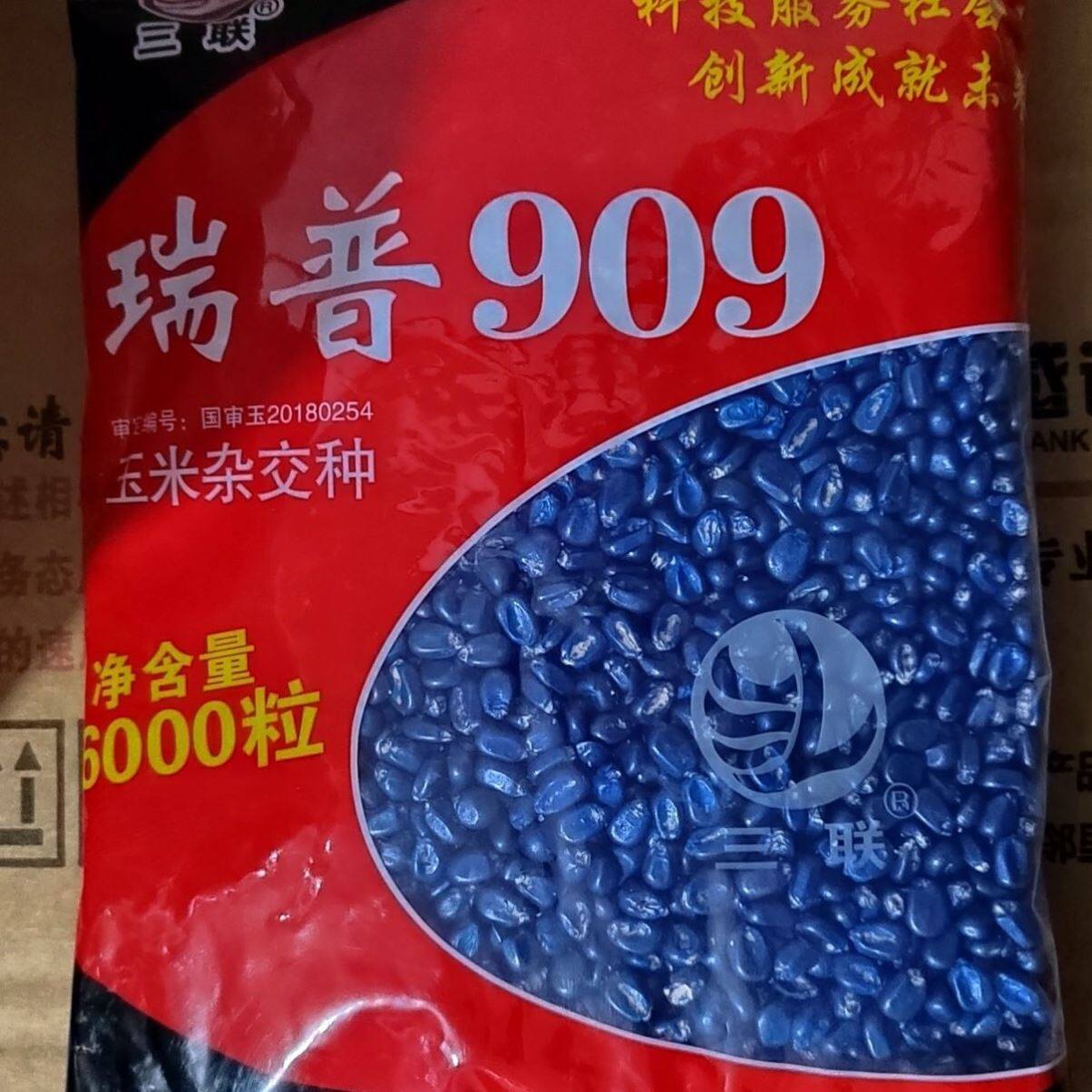 国审正品瑞普909高产玉米种子大棒抗倒紫杆早熟三联杂交玉米种籽