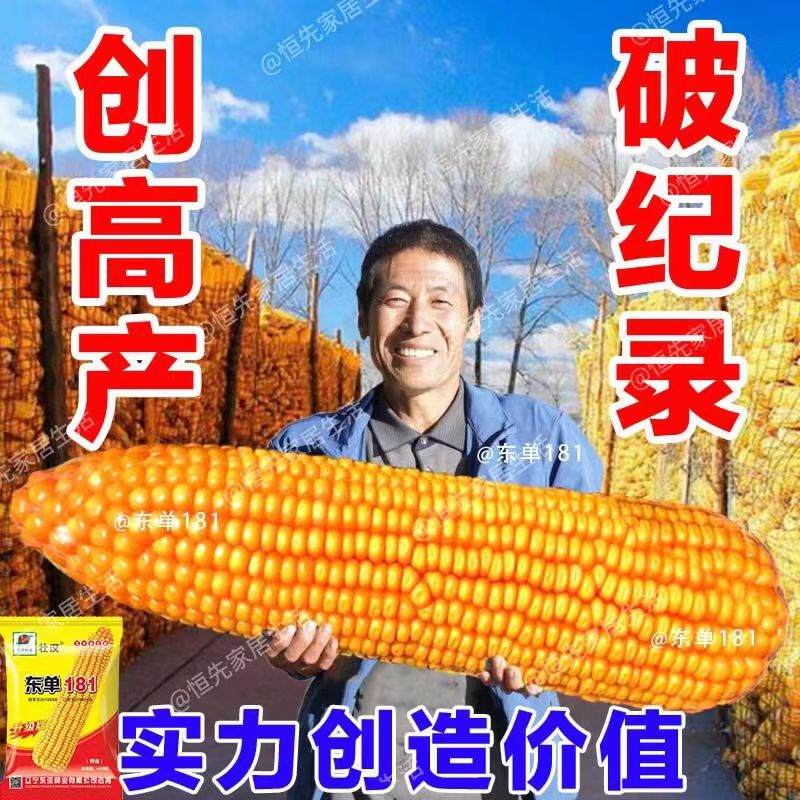 东单181超高产量杂交玉米种籽大全正品早熟双胞胎特大棒包谷种子高性价比高么？