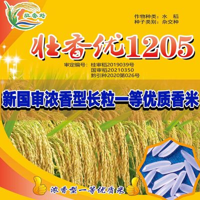 壮香优1205高产杂交水稻种子一级香米水稻谷种丝苗泰香米早稻晚稻