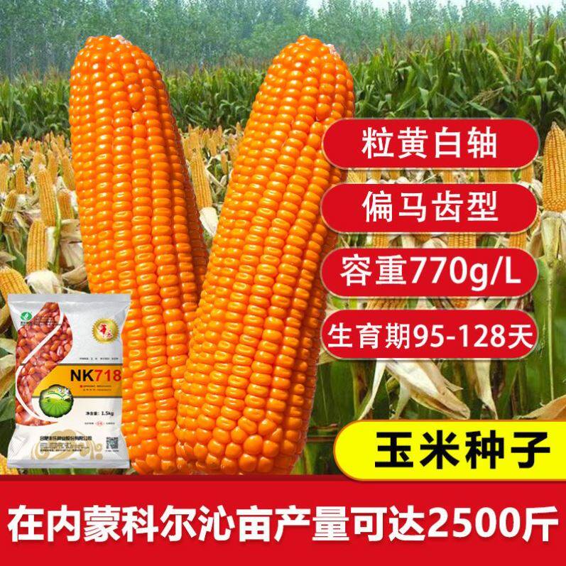 矮杆高产杂交玉米种籽大全特大棒双胞胎正品种孑nk718早熟苞谷种