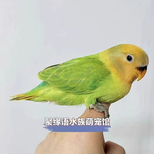 鹦鹉活体手养鹦鹉鸟宠物鸟活物金头绿闪牡丹可上手亲人观赏鸟