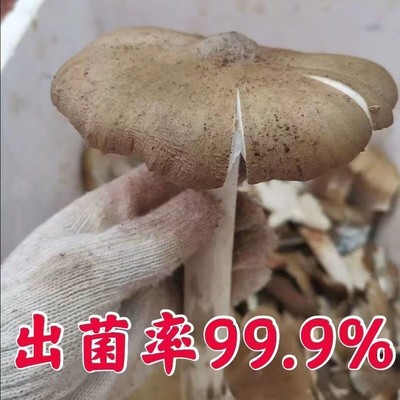 鸡枞菌种子伞把菇食用菌种包三八菇斗鸡公荔枝菌人工种植蘑菇菌包
