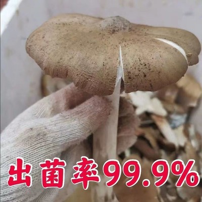 鸡枞菌种子云南特产高产伞把菇荔枝菌三塔菌鸡枞菌包人工种植菌种