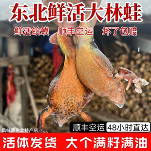 东北特产林蛙蛤蟆雪蛤鲜活大母豹母林蛙母蛙公蛙活体满子满油