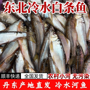 东北特产冷水河鱼白条鱼淡水鱼非马口桃花鱼小河鱼小杂鱼新鲜冷冻