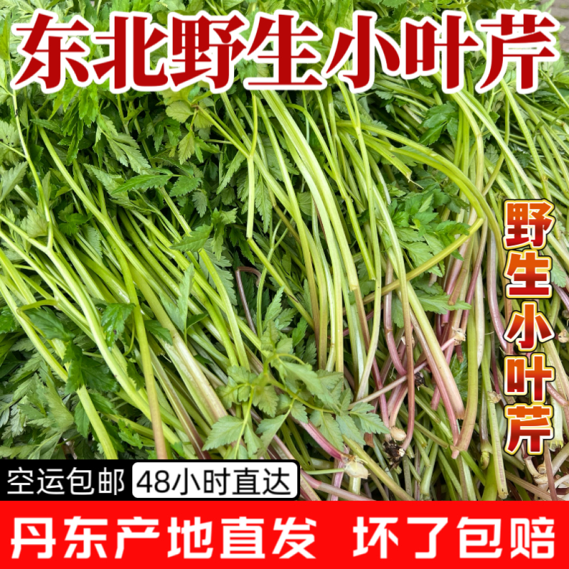 东北野生山野菜小叶芹水芹菜大叶芹野芹菜小耳芹野菜馅子东北芹菜