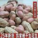 包邮 25年新鲜晒干生花生 农家自种带壳粉白皮红皮花生天府花生5斤