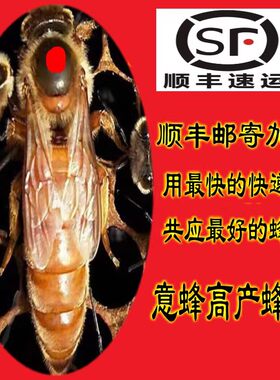 意蜂蜂王松丹1号一意蜂种王意蜂王产卵蜜王浆王新开产王高产产王