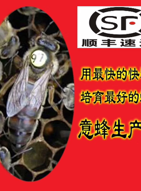 产卵蜂王松丹1号蜂王高产