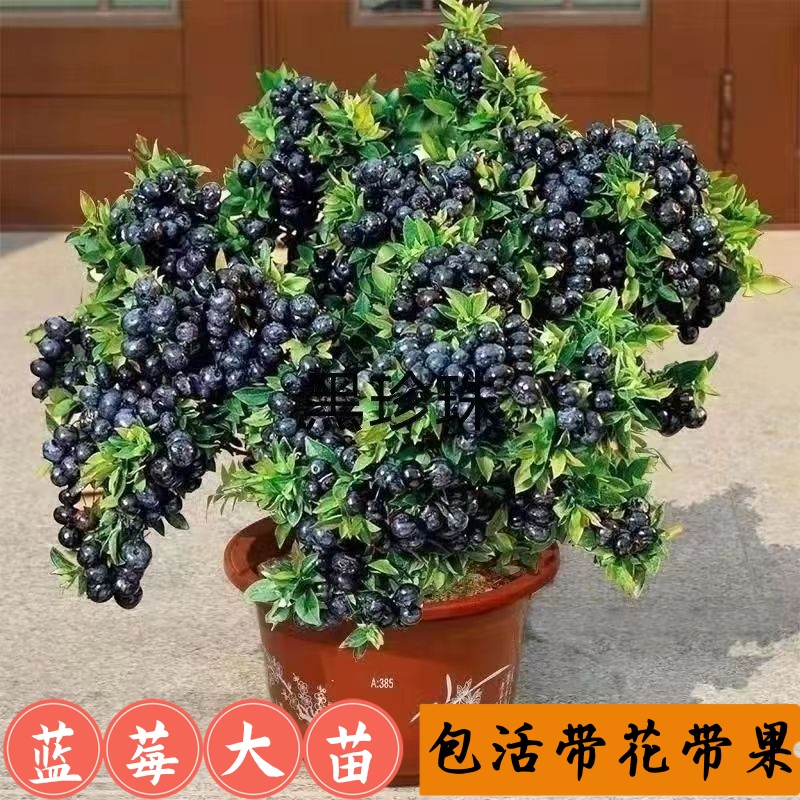 蓝莓树果苗蓝莓苗盆栽地栽果苗带大果南北方种植苗兔眼绿宝石果树